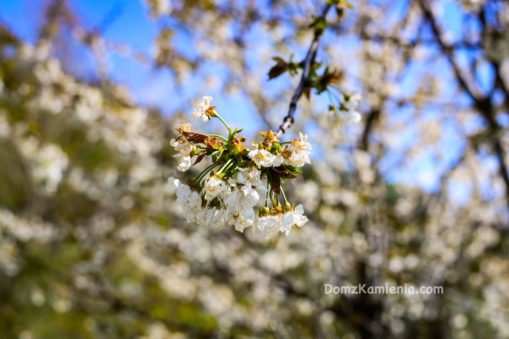 Wiosna w Toskanii, Marradi, Dom z Kamienia blog