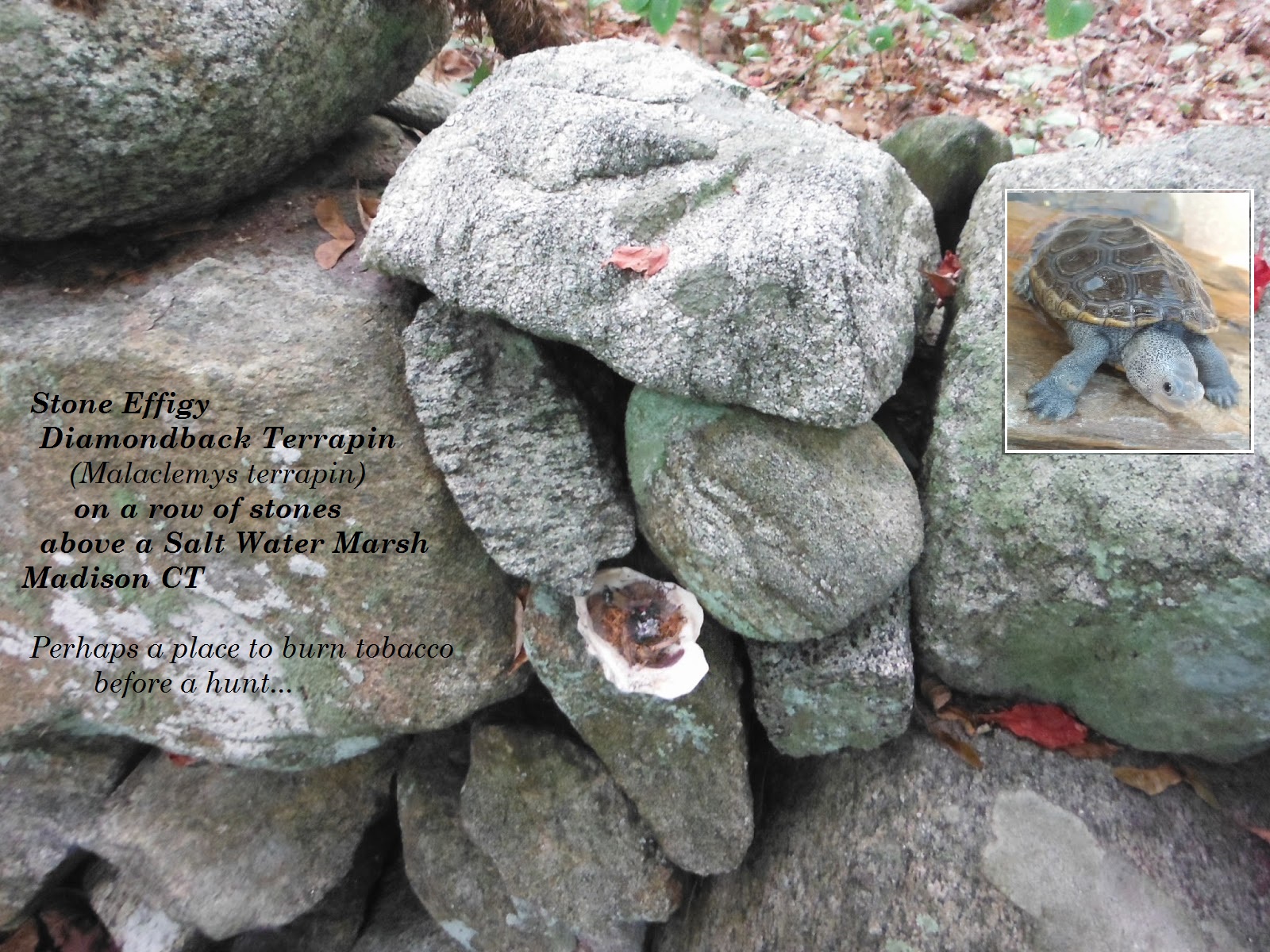 turtle-hiding-place.jpg