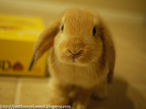 Cute rabbit.