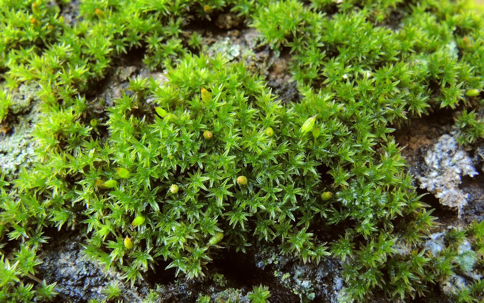 Mosses round the World