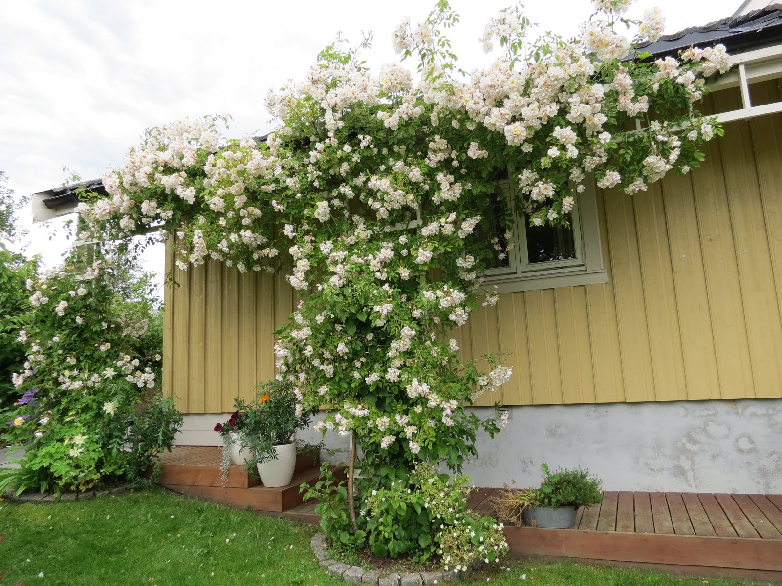 Rosa Helenae Hybrida