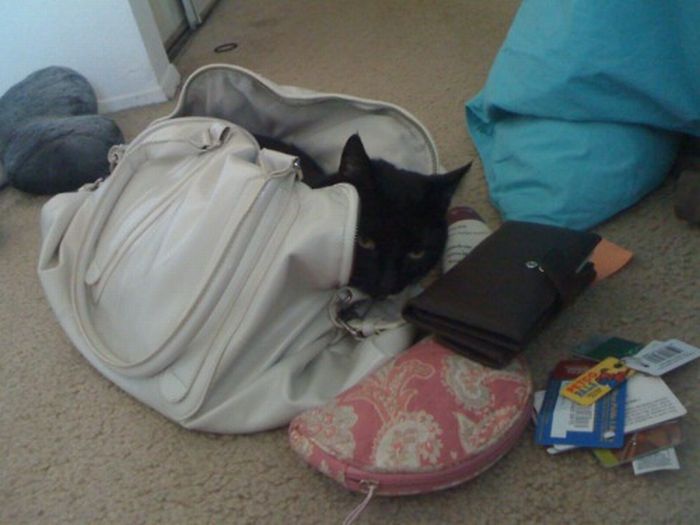 How to destroy your house Amazing Creatures