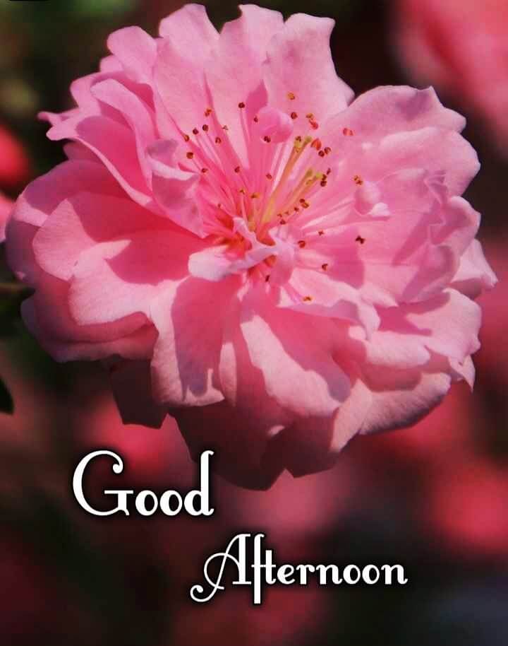 Good Afternoon Images And Quotes 30+ Best Good Afternoon Images With Quotes || Good Afternoon Images || Good  Afternoon Quotes - Mixing Images