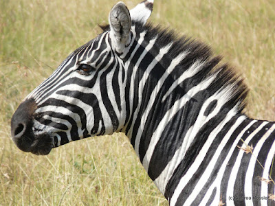 Reisen Afrika Kenia Masai Mara