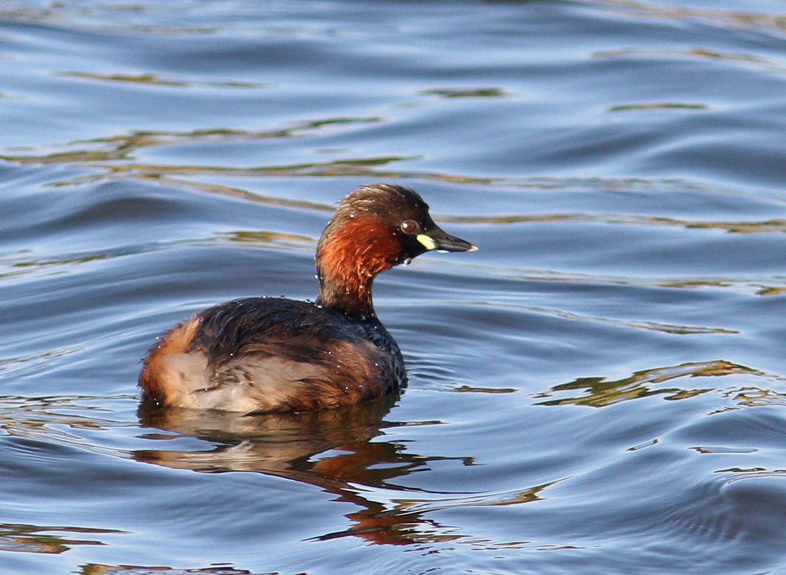 Little Grebe