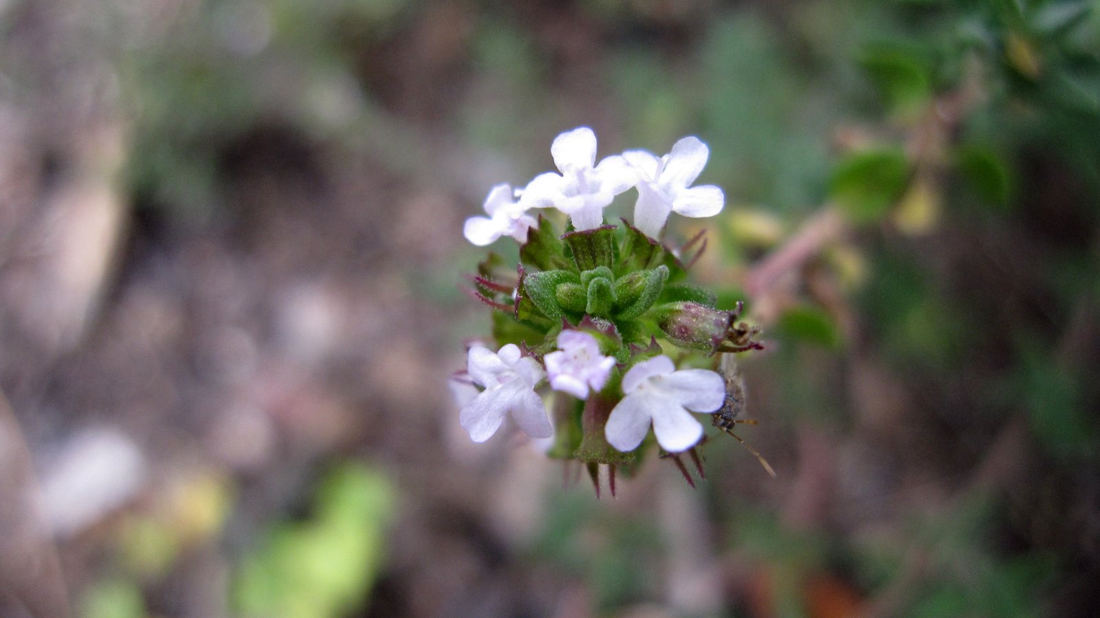Plant Photography Thyme Flowers
