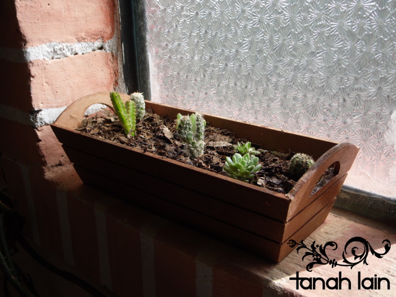 Mis plantas de sol y sombra