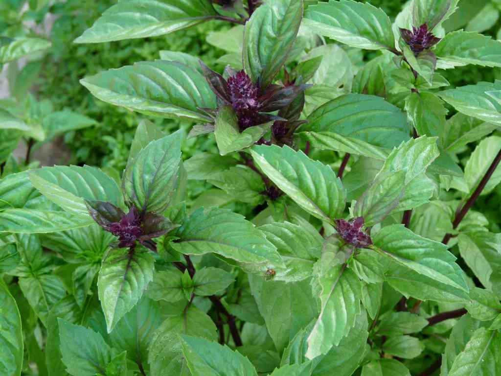 The Most Powerful Antioxidant the king of herbs Kenza Net