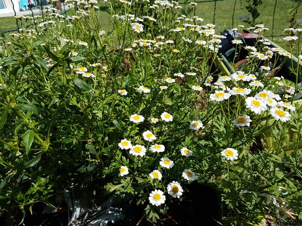 camomille-jardin-potager