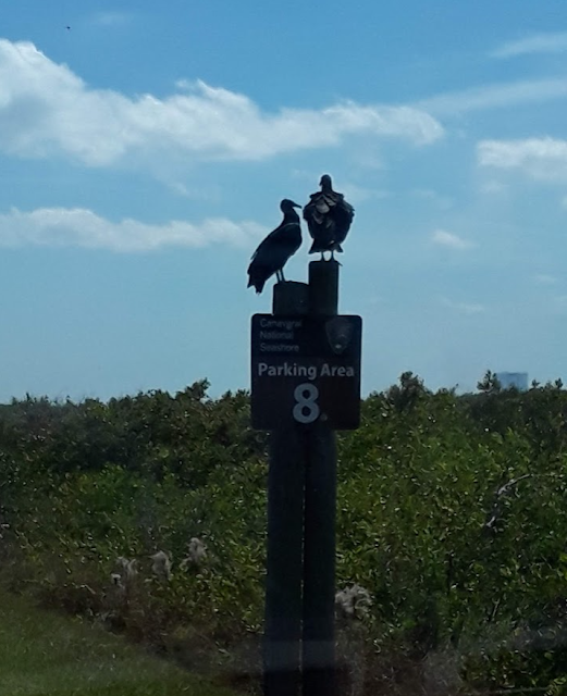 Cocoa Beach Pictures Turkey Vultures commonly known as Buzzards