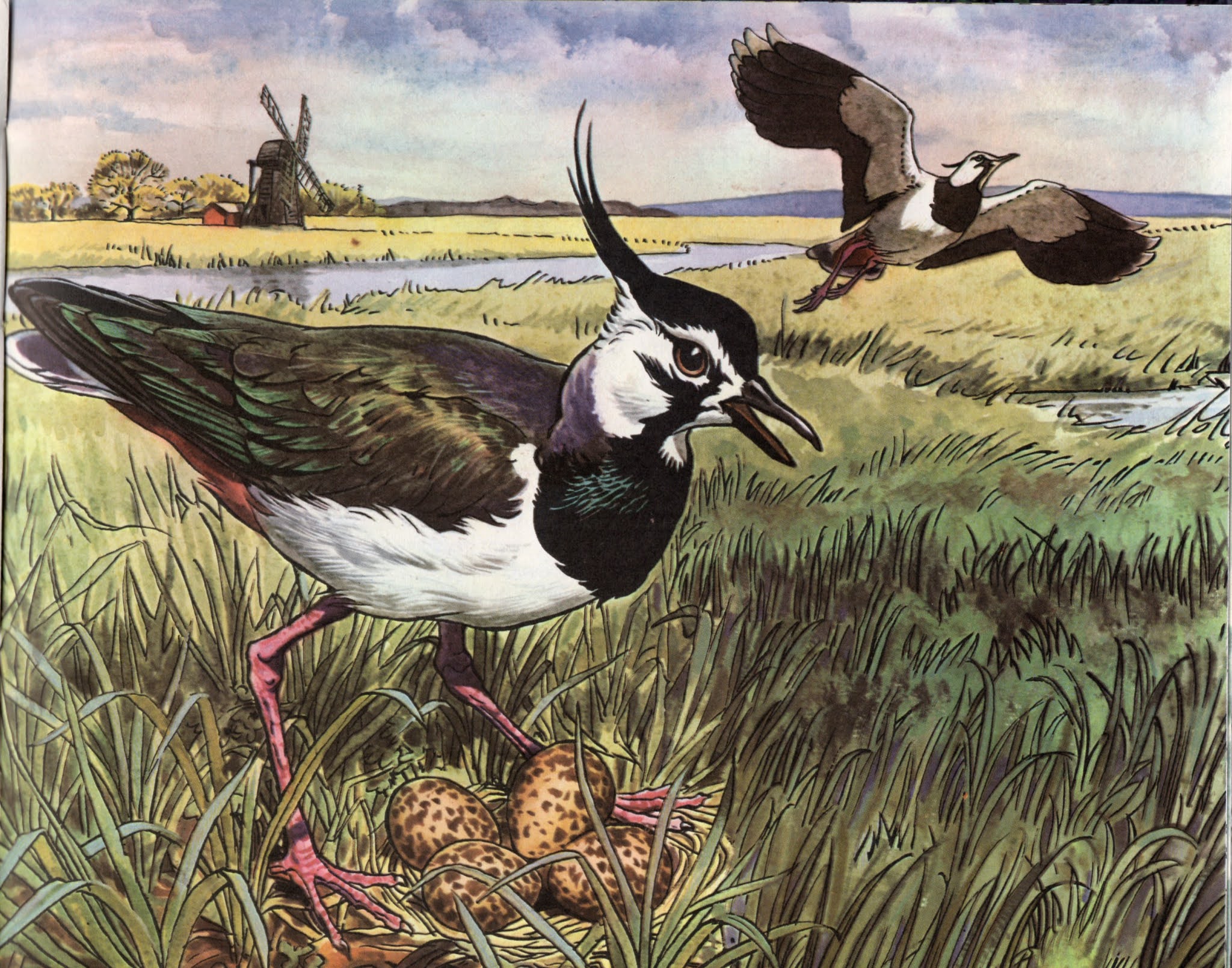 Raymond Sheppard Illustrator