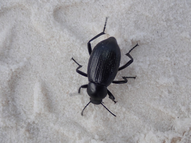 Eleodes carbonaria Eleodes carbonaria