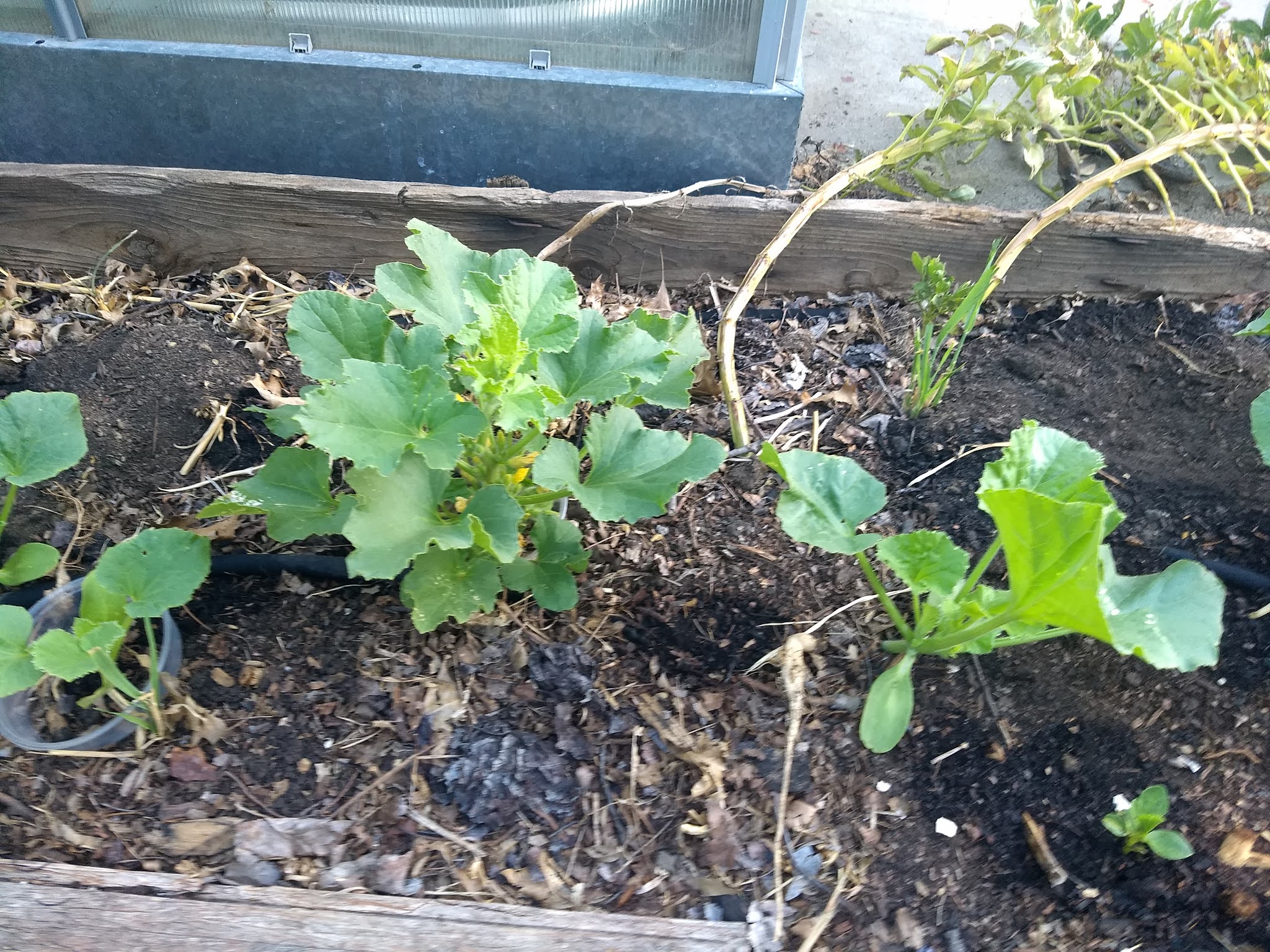 The Scientific Gardener Plant Collars