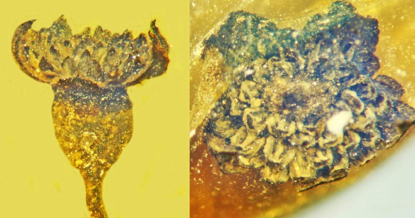 99MillionYearOld Fossil Flower Found Encased in Burmese Amber