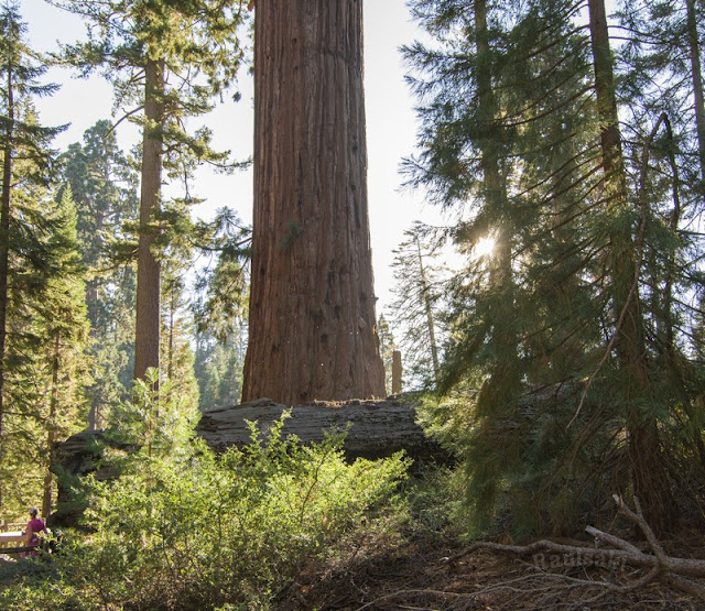 Sequoia National Park- caminando por el Bosque Gigante - Viaje con tienda de campaña por el Oeste Americano (24)