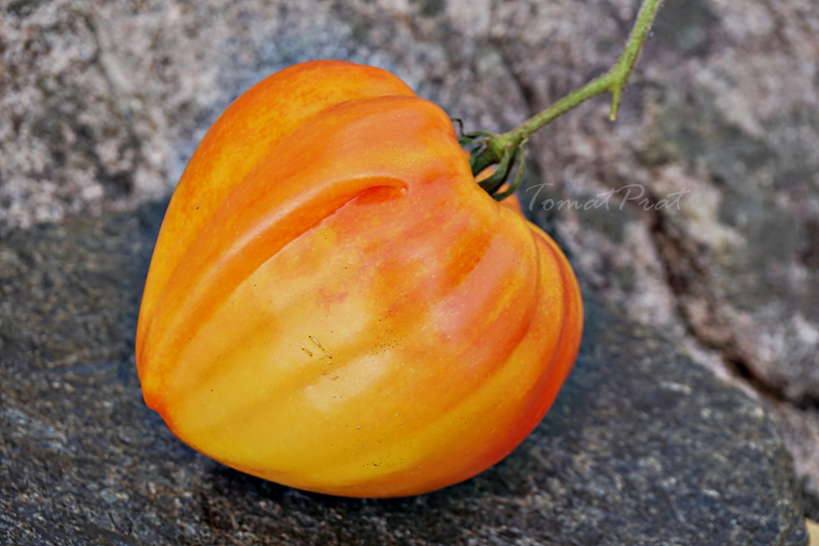 томат orange russian 117. оранжевый русский 117 томат. томат русский оранж. характеристика томата оранжевый русский. томат руссиан оранжевый.