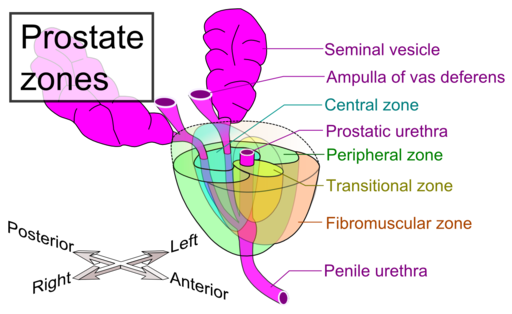 Struktur dan Fungsi Vesikula Seminalis Pada Reproduksi Pria