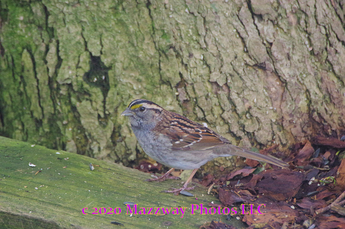 Bogota Blog NJ: Backyard Birds