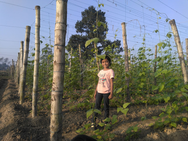 vertical Crop cultivation odisha