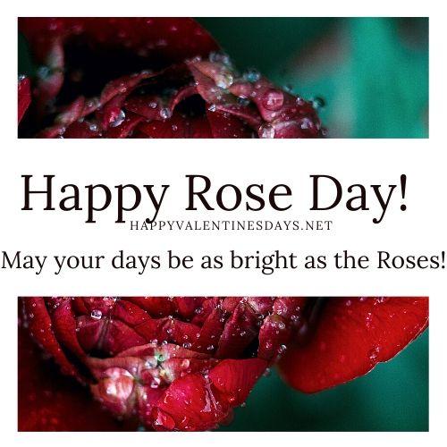 rose-day-wishes-2023