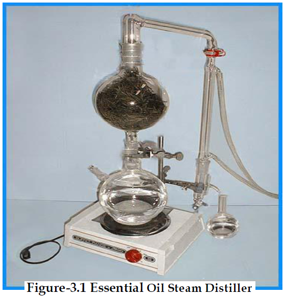 Extraction of Essential Oil by Steam Distillation of Tulsi (Ocimum ...