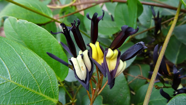 Kennedia%2B3.jpg