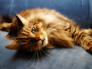 Maine Coon Cat Pictures