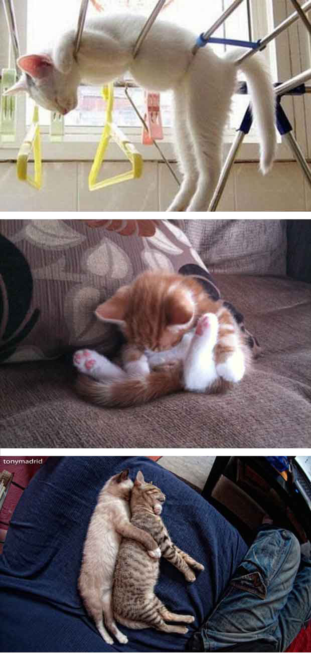 Berikut Gambar  Kartun Kucing  Tidur  Terbaru 