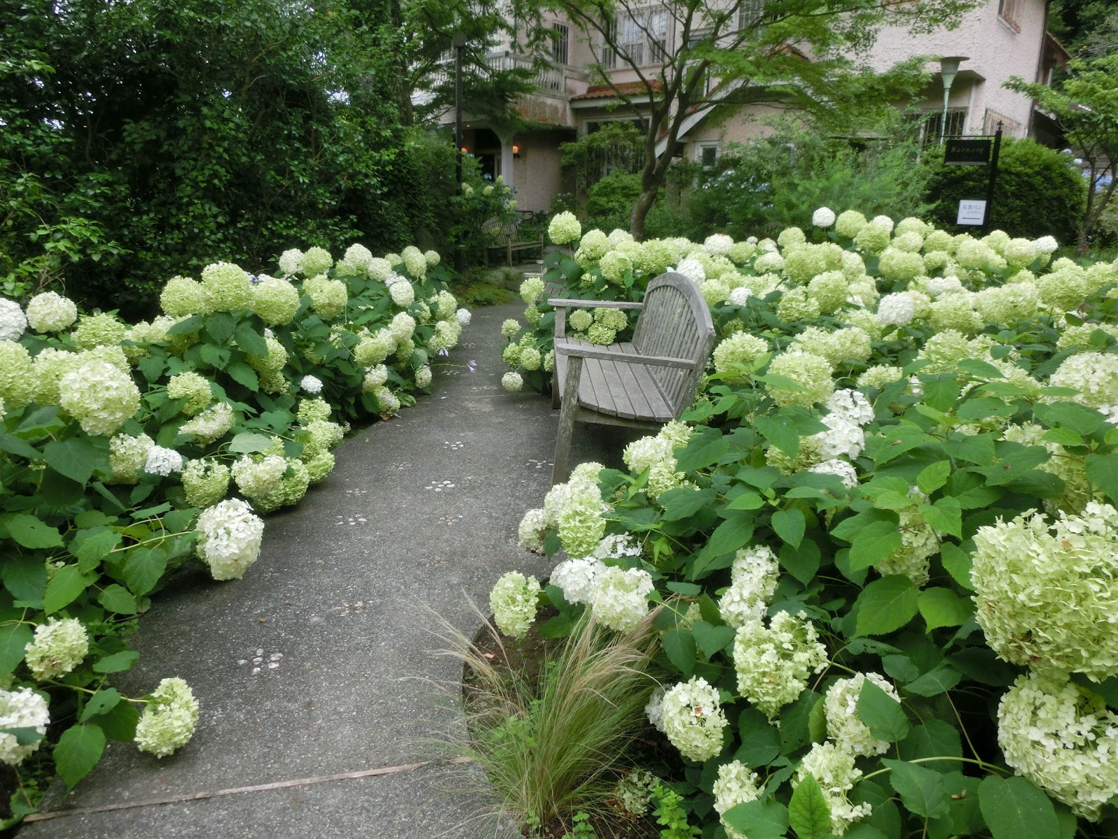 Okadoのブログ 鎌倉散策の記録 白い紫陽花から緑の紫陽花へ 鎌倉 浄妙寺のアナベル 19 07 05