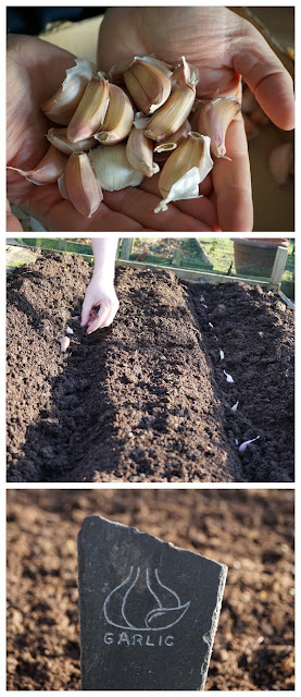 planting the garlic cloves - A Stubborn Optimist Blog - Carrie Gault 2019