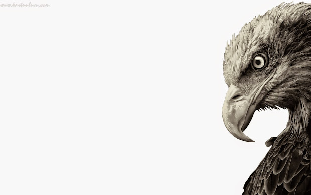 Unduh 102 Wallpaper Bergerak Burung Elang Paling Keren Wallpaper