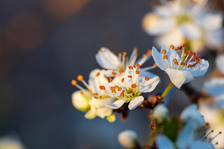 [Rosaceae] Prunus spinosa – Blackthorn or Sloe
