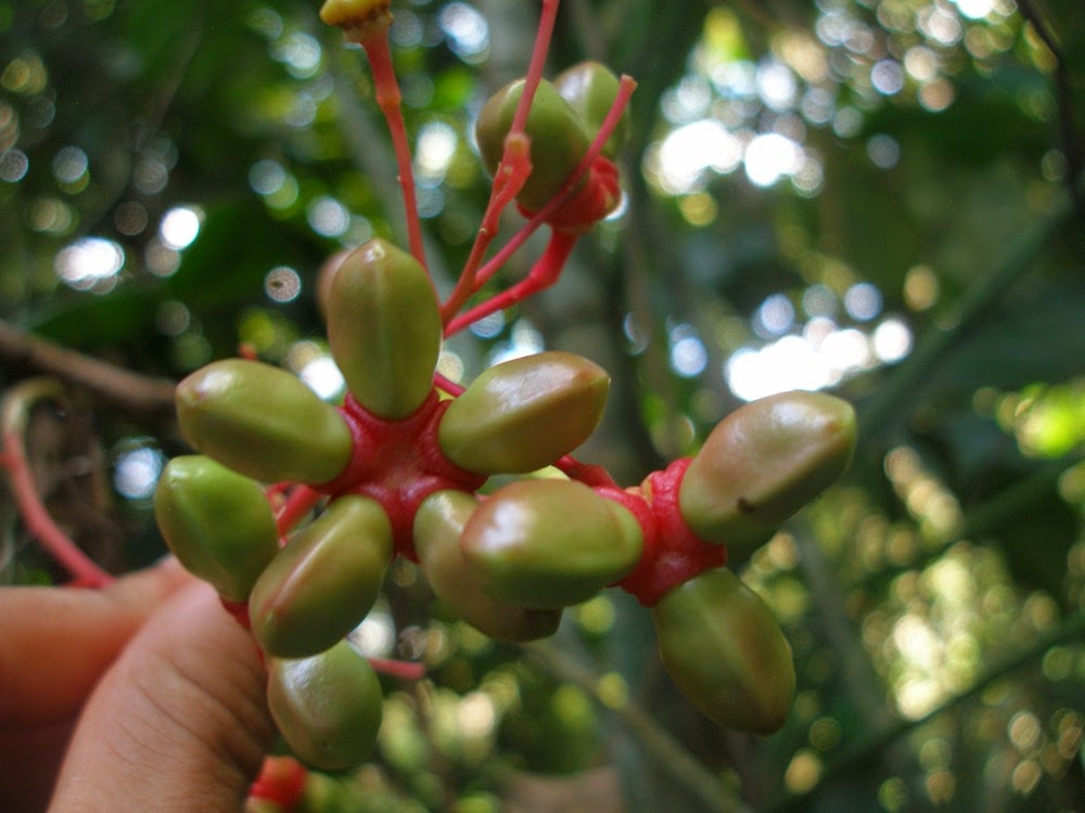 Reforestation and the Medicinal Uses of Trees Liliana Usvat Research