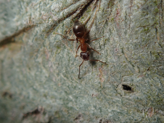 Lasius emarginatus Lasius emarginatus
