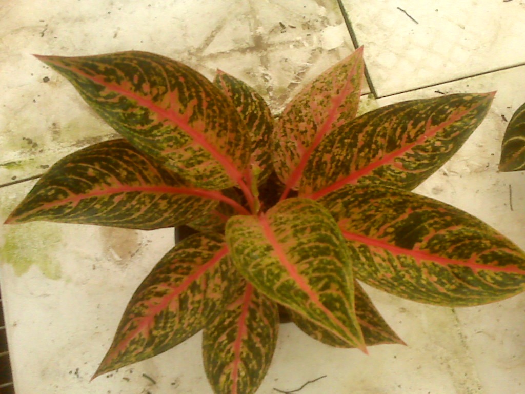 аглаонема дракон. аглаонема kaimook siam. аглаонема дракон. аглаонема поинт стар. аглаонема red dragon.