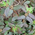 Ethno-veterinary medicine - Euphorbia hirta (asthma-plant)
