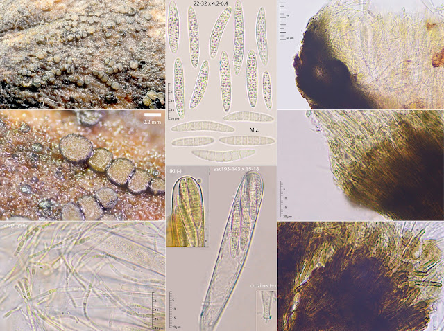 Durella connivens