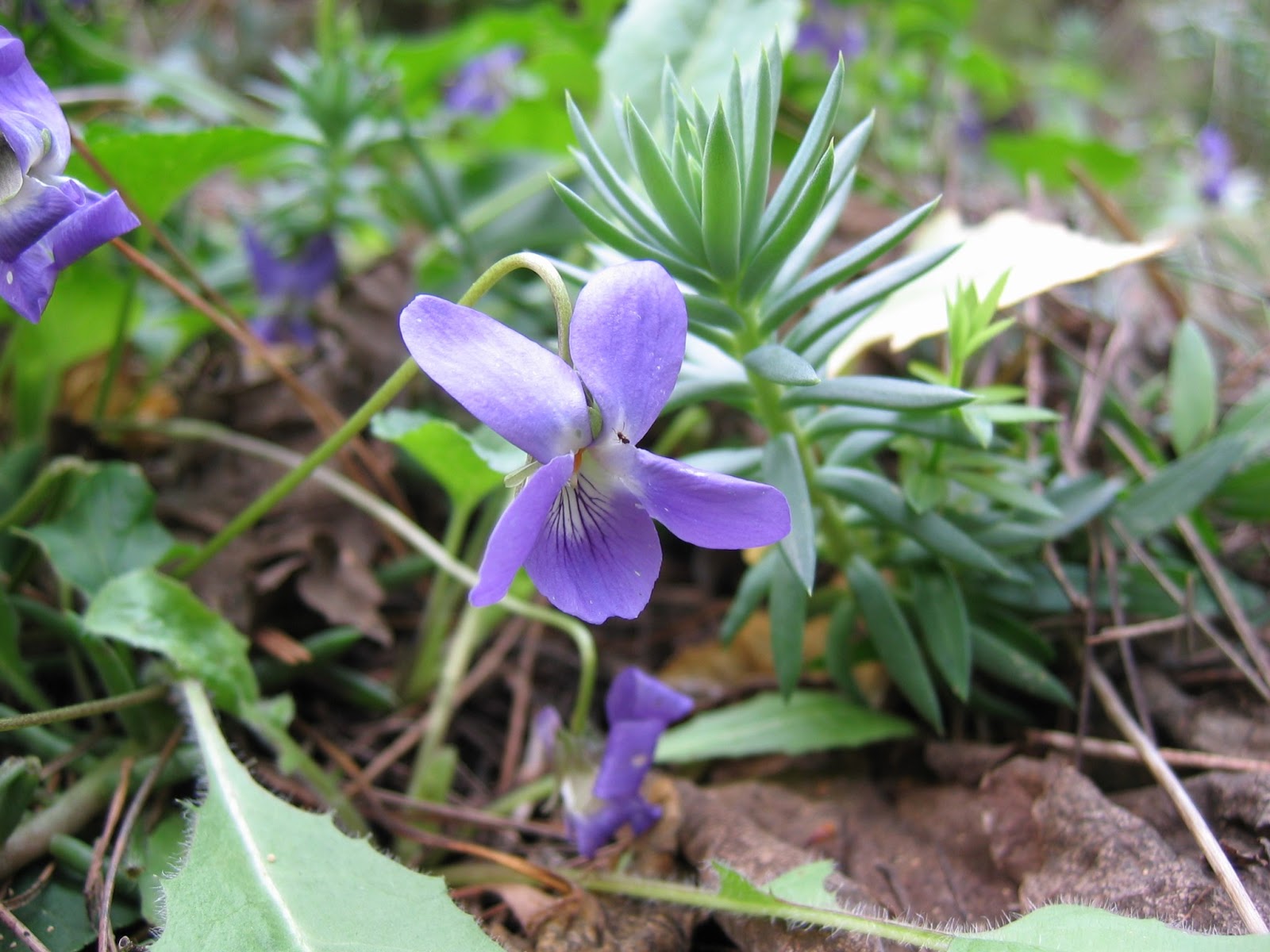 Universo Botánico Viola alba Bess. (Violeta)