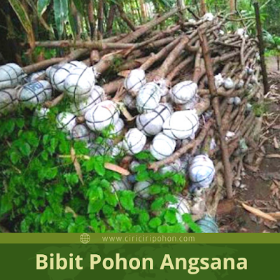 Ciri Ciri Pohon Angsana