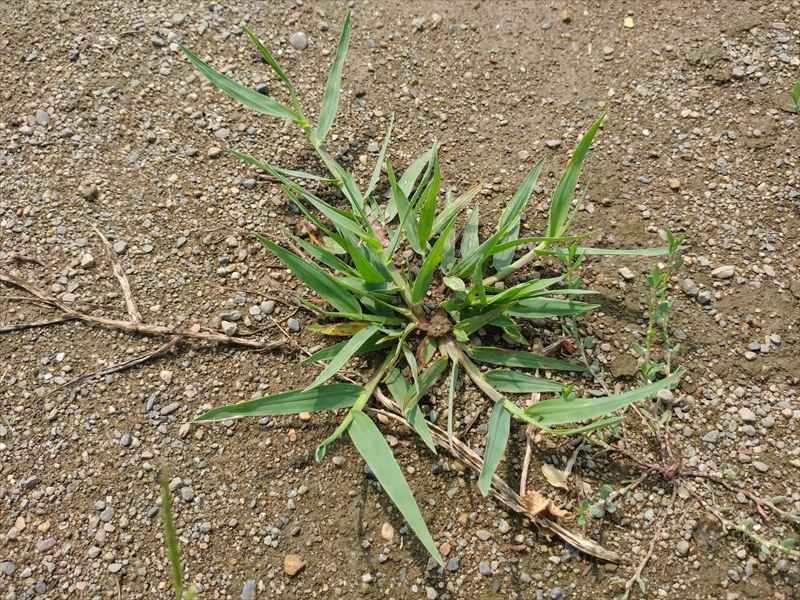 茎 の 太い 雑草