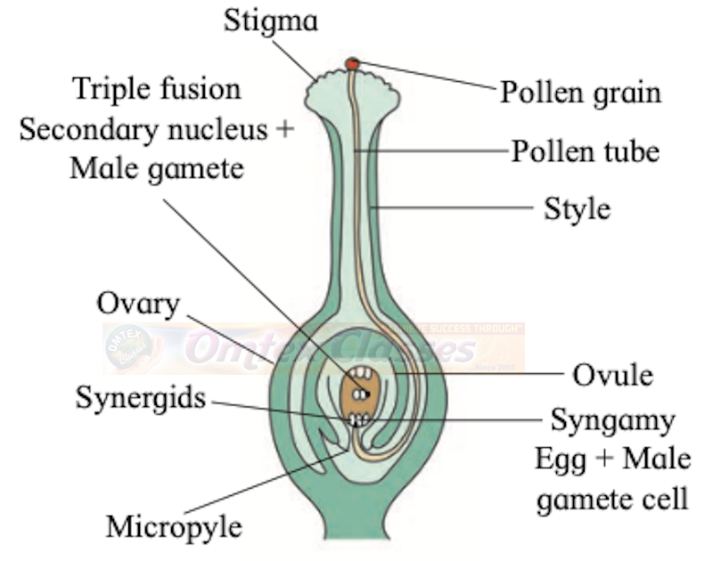 Omtex Classes Chapter 1 Reproduction In Lower And Higher Plants Balbharati Solutions For Biology 12th Standard Hsc Maharashtra State Board Omtex Classes Chapter 1 Reproduction In Lower And Higher Plants Balbharati Solutions For Biology 12th Standard Hsc Maharashtra State Board