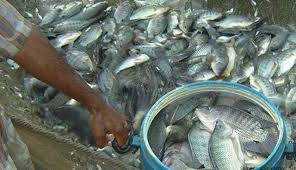 Analisa Modal Dan Keuntungan Ternak Ikan Nila Analisa Usaha