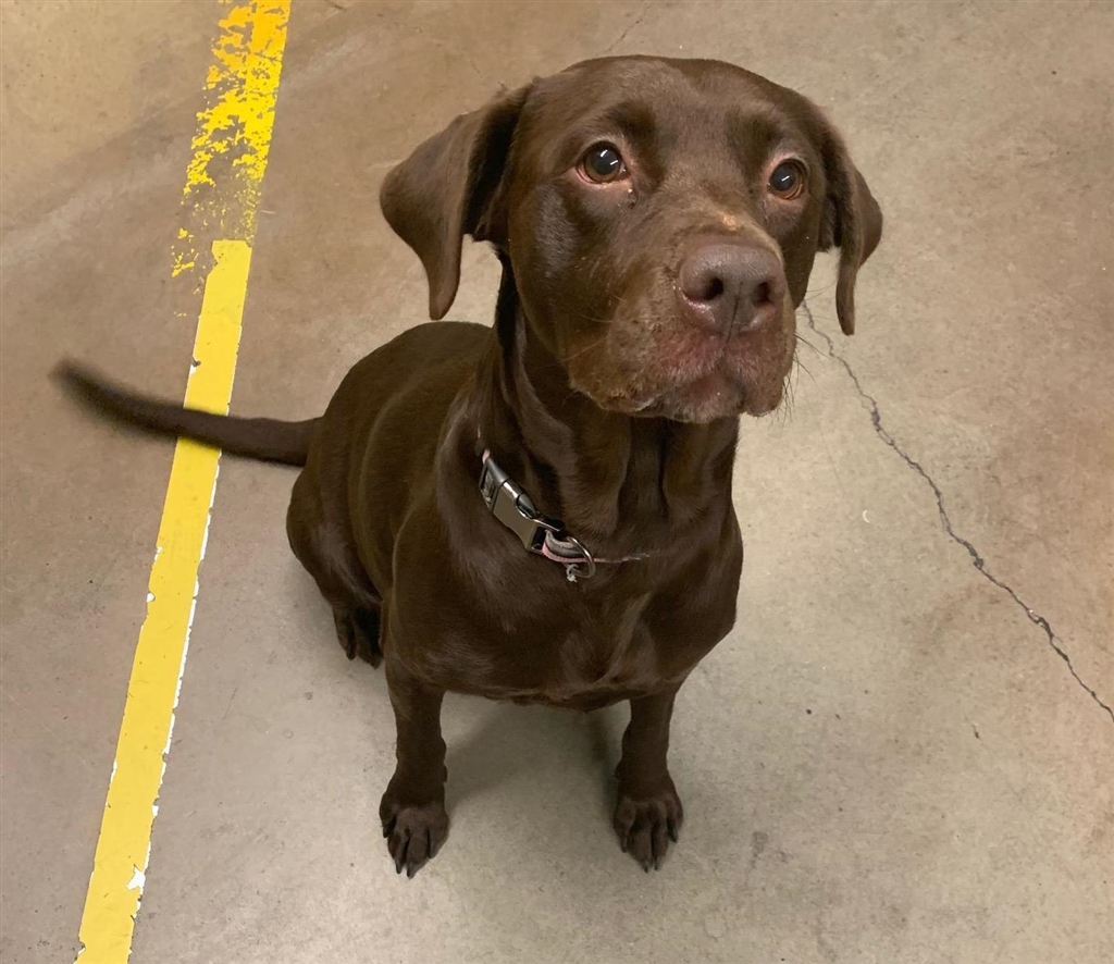 Shelter Dogs of Portland "AURORA" sensitive cuddlebug Choc Lab mix