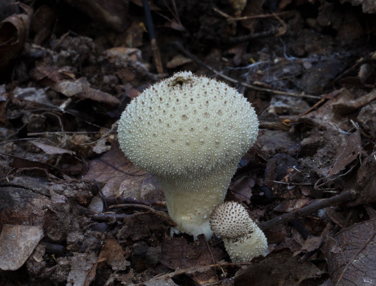 puffball puffball