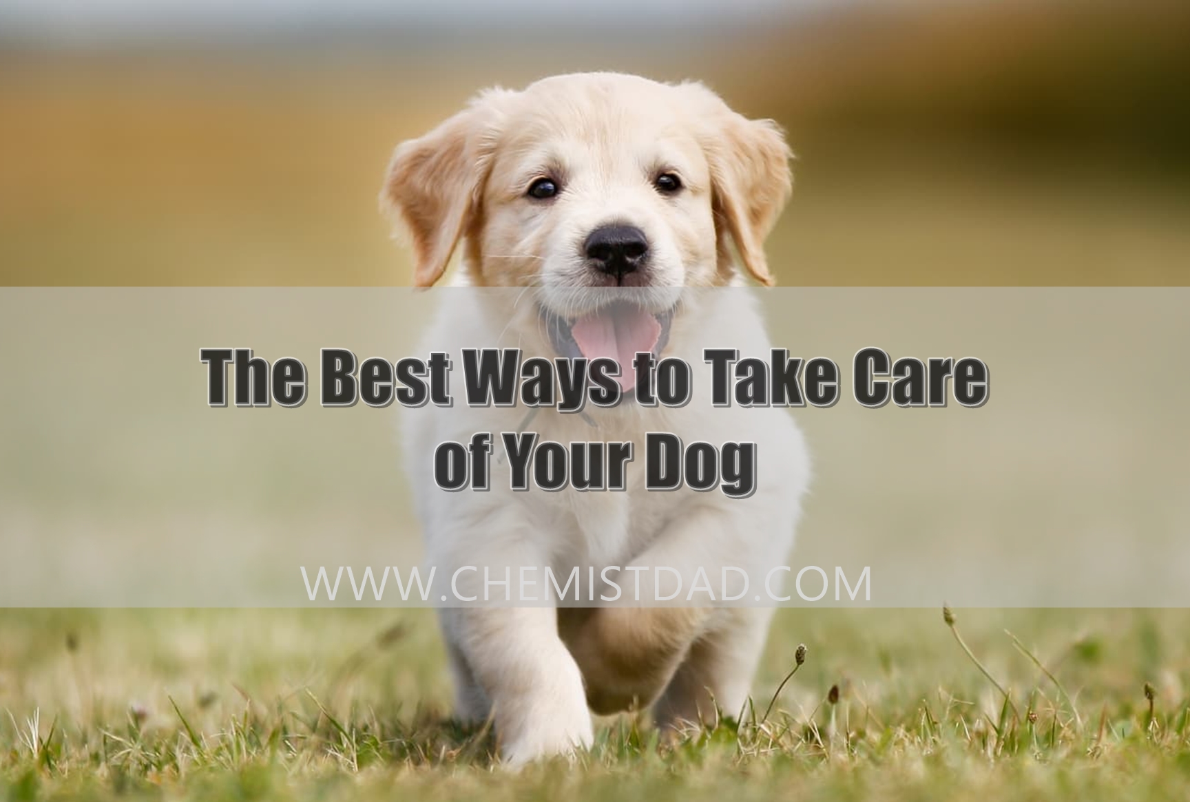 The Best Ways to Take Care of Your Dog