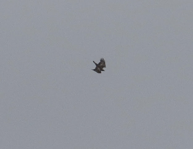Ireland] This guy was soaring high above, no flapping, a of bird of prey?  I've seen a buzzard in this area, but this kind of looks more like a  sparrowhawk to me?