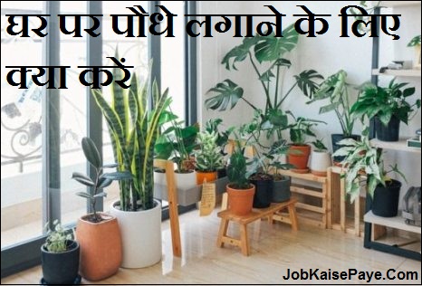 What to do to plant at home What to do to plant at home