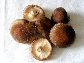 Shiitake mushroom spawn
