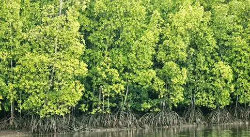 Hutan Bakau