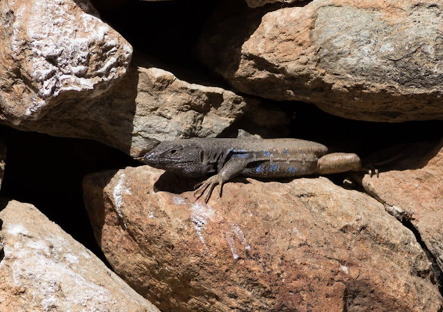 West Canaries Lizard - Las Lajas, Tenerife West Canaries Lizard - Las Lajas, Tenerife